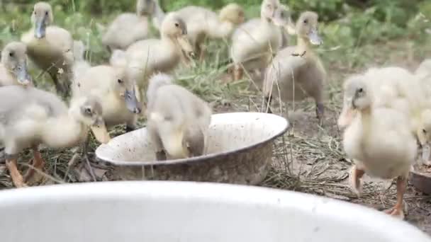 Domestic ducklings drink water, pinch grass, replenish food supplies — Stock Video