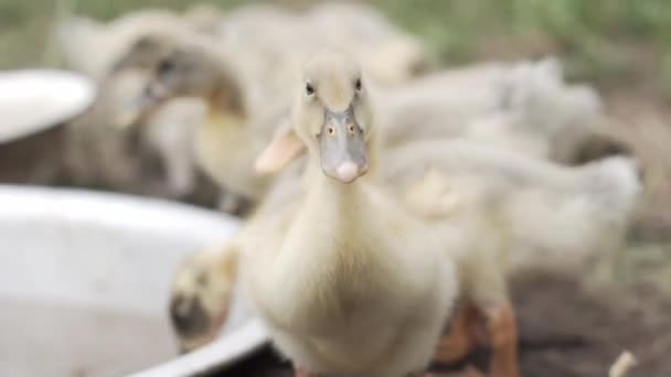 Domestic ducklings drink water, pinch grass, replenish food supplies — Stock Video