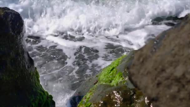 Närbild, Surf, stenar på stranden övervuxna med alger, slow motion — Stockvideo