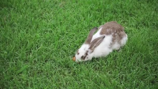 Conejo en la hierba verde come una zanahoria — Vídeo de stock