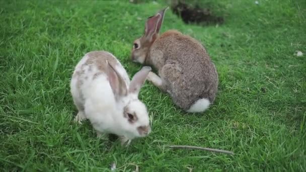 İki tavşan yeşil çimlerin üzerinde oynuyor ve ot yiyor. — Stok video