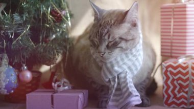 Çizgili atkısı olan sevimli gri çizgili tüylü kedi Noel ağacının altında hediyelerle dinleniyor.