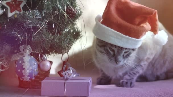 Aranyos macska egy télapó kalap alatt fekszik egy karácsonyfa ajándékokkal — Stock videók