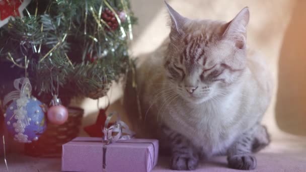 Aranyos szürke csíkos macska fekszik alatt egy karácsonyfa ajándékokkal — Stock videók