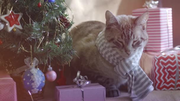 Schattig grijs gestreept pluizig kat met een gestreepte sjaal rust onder een kerstboom met geschenken — Stockvideo