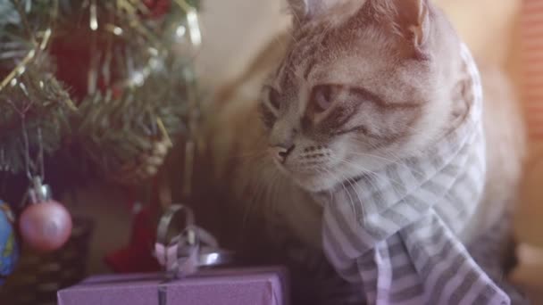 Χαριτωμένη γκρι ριγέ χνουδωτή γάτα με ριγέ φουλάρι αναπαύεται κάτω από ένα χριστουγεννιάτικο δέντρο με δώρα — Αρχείο Βίντεο