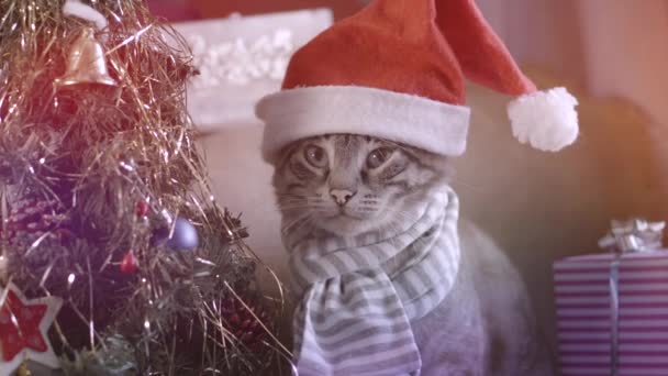 Noel Baba şapkalı şirin kedi Noel ağacının altında hediyelerle oturuyor. — Stok video