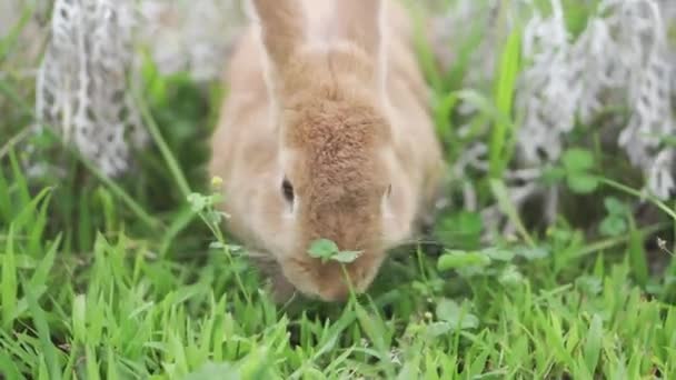 Fluffy domestic rabbit eating grass on the lawn peeking out of flowers — Stock Video