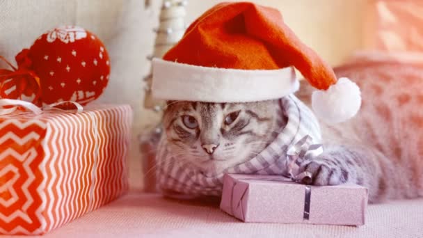 Милый домашний кот в рождественской шляпе лежит рядом с подарками, кладя лапу на подарок — стоковое видео