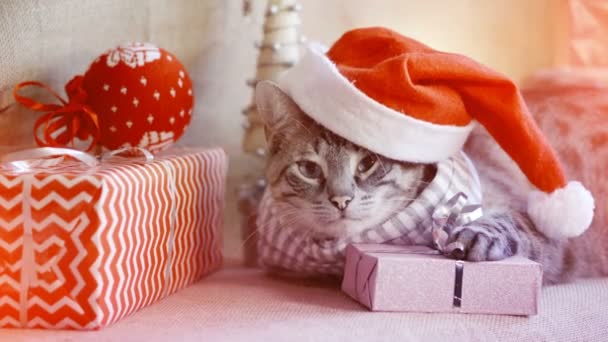 Noel şapkalı sevimli evcil kedi hediyelerin yanında yatıyor, patisini hediyeye koyuyor. — Stok video