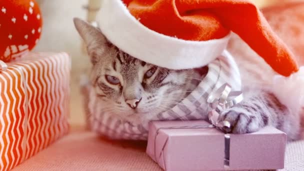 Cute domestic cat in a Christmas hat lies next to gifts, laying its paw on a gift — Stock Video