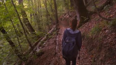Sırt çantalı bir turist orman yolunda yürüyor. Etrafına bakıyor ve ormanın güzelliğine hayran.