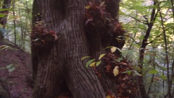 Chica turista con una mochila pasea a lo largo de un sendero forestal mirando a su alrededor y admirando la belleza del bosque — Vídeo de stock