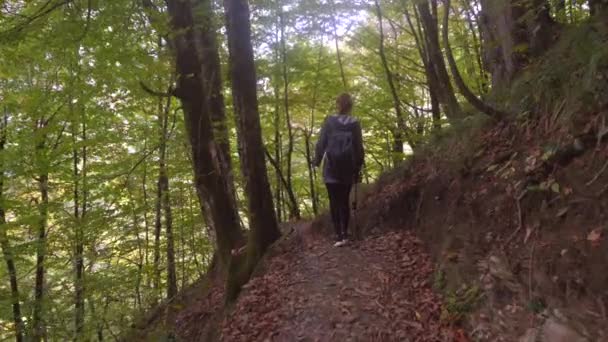 Chica turista con una mochila pasea a lo largo de un sendero forestal mirando a su alrededor y admirando la belleza del bosque — Vídeos de Stock