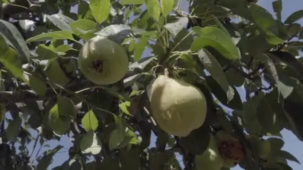 Poire mûre sur une branche d'arbre. Poire suspendue à une branche dans le verger. Lumière du soleil — Video