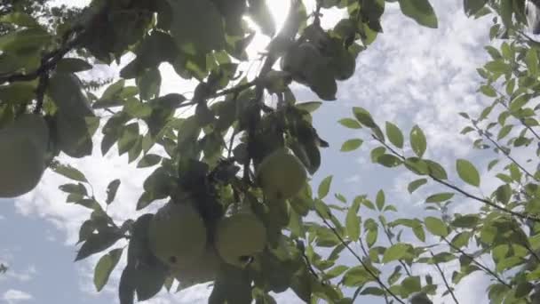 木の枝に梨を熟す。果樹園の枝にぶら下がって梨。太陽光 — ストック動画