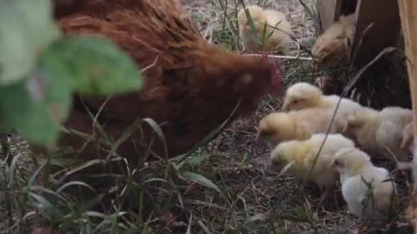 Chicken mother teaches little chickens to get food — Stock Video