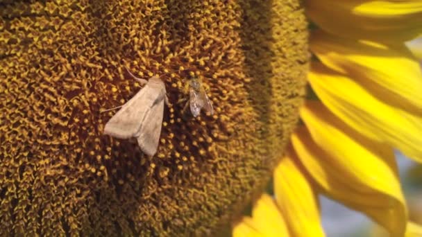 Papillon et abeille récoltent du pollen sur un tournesol