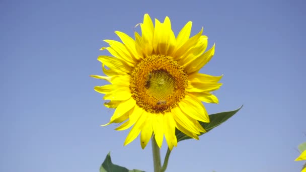 Dos Abejas recogen polen en un girasol. Hermosas flores amarillas en el campo — Vídeo de stock