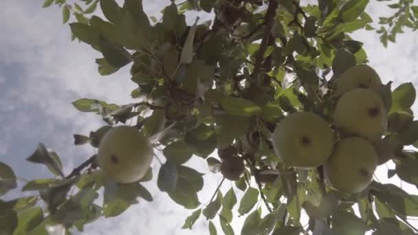 Ώριμο αχλάδι σε κλαδί δέντρου. Αχλάδι κρεμασμένο σε ένα κλαδί στον οπωρώνα. Ηλιακό φως — Αρχείο Βίντεο