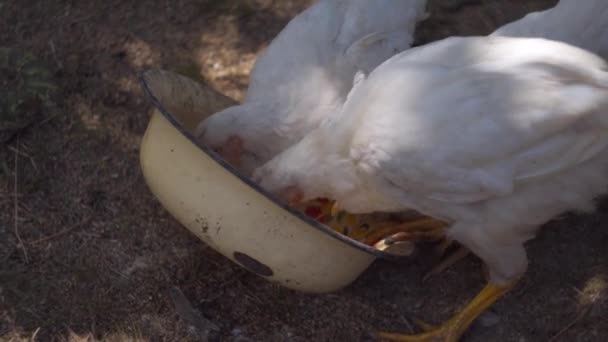 Galinhas jovens bicando grãos de uma tigela — Vídeo de Stock