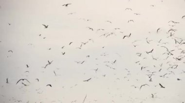 Bulutlu gökyüzünün arka planında martılar daire çiziyor