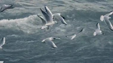 Baloncuklu bir nehrin üzerinde daireler çizen martılar denize dökülüyor.