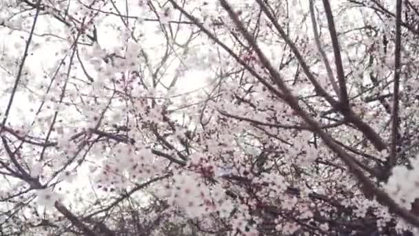 Kvetoucí sakura, třešeň. Sluneční paprsky pronikají větvemi stromu. — Stock video