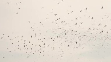 Bulutlu gökyüzünün arka planında martılar daire çiziyor