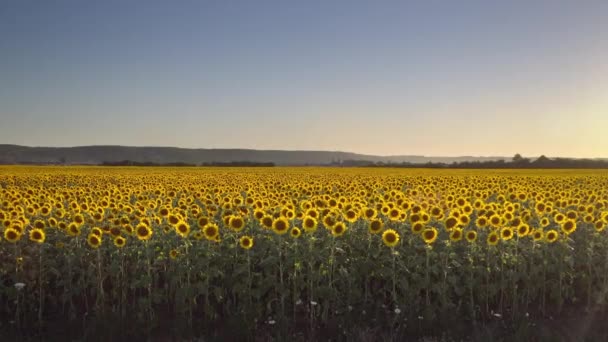 Nähern Sie sich dem Sonnenblumenfeld frühmorgens bei Sonnenaufgang. Herrlicher Rundblick — Stockvideo