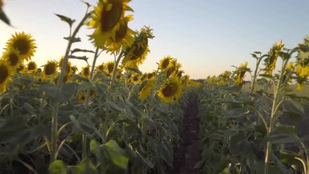 Wandel tussen de rijen zonnebloemen in de vroege ochtend bij zonsopgang. — Stockvideo