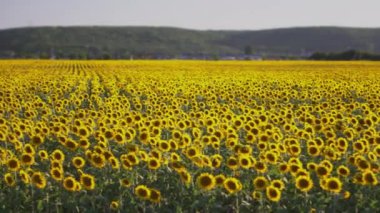 Sabahın erken saatlerinde gün doğumunda ayçiçeği tarlası. Harika panoramik manzara 