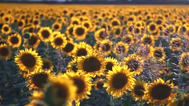 Campo de girasol en la madrugada al amanecer. Magnífica vista panorámica — Vídeos de Stock