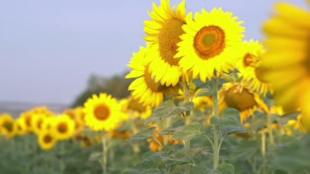 Caminar entre las filas de girasoles temprano en la mañana al amanecer. — Vídeos de Stock