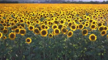 Approach the Sunflower Field early in the morning at sunrise