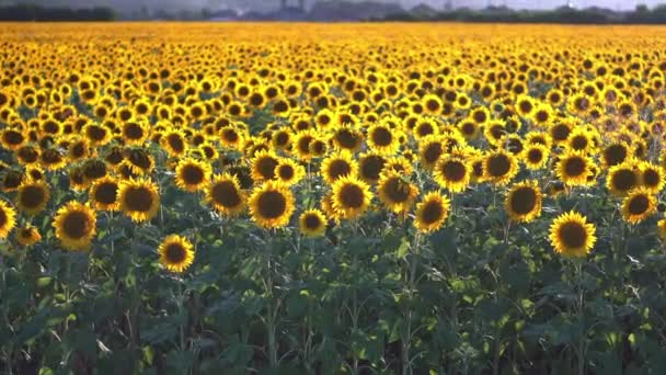 Approach the Sunflower Field early in the morning at sunrise — Vídeo de stock