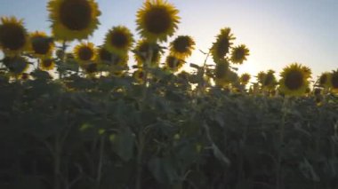 Gün doğumunda sabah erkenden ayçiçeği sıralarının arasında yürü..