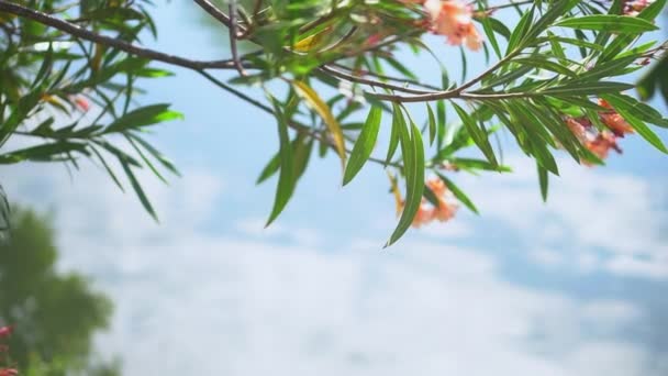 Vacker bakgrund Grön, blommande gren hänger över blått vatten — Stockvideo