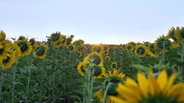 Sonnenblumenfeld am frühen Morgen bei Sonnenaufgang. Herrlicher Rundblick — Stockvideo