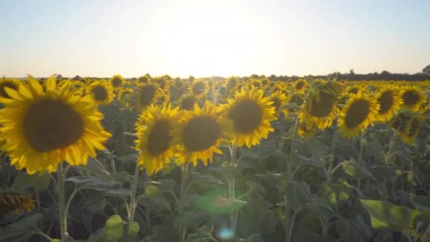 Campo de girassol no início da manhã ao nascer do sol. Vista panorâmica maravilhosa — Vídeo de Stock