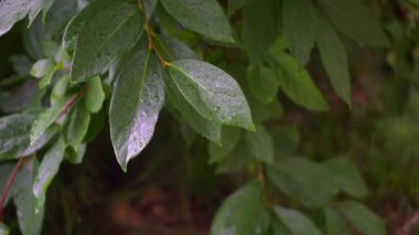 Yağmurlu bir gün. Ağacın yeşil yapraklarına damlayan yağmur damlaları. Hurma ağacı