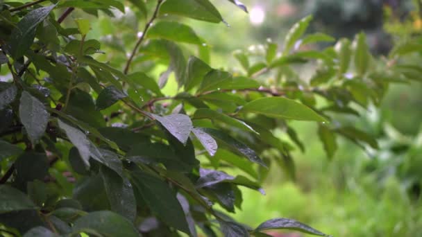 Dia chuvoso. Gotas de chuva pingam nas folhas verdes da árvore. Árvore caqui — Vídeo de Stock