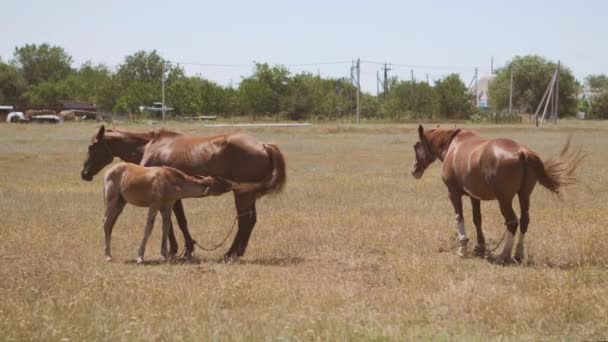 Un potro chupa leche de un caballo. Caballos pastan en el campo — Vídeos de Stock