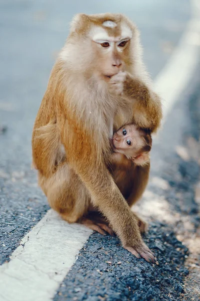 Wilde affen in phuket thailand — Stockfoto