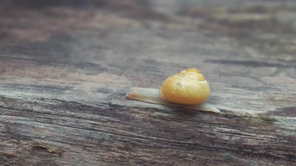 Little mature snail on a wood — Stock Video