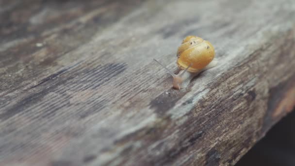 Kleine volwassen slak op een hout — Stockvideo