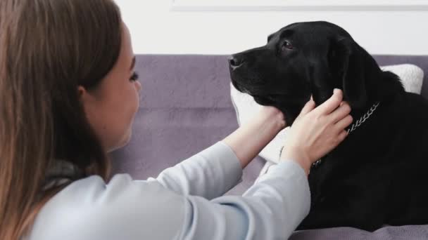 Brunett flicka klädd i casual kläder stroking svart labrador i vitt rum sitter på soffa — Stockvideo