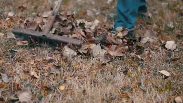 Gartenarbeiter harken mit Harke trockenes Laub im Garten — Stockvideo