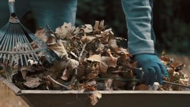 Tuinman die droge bladeren en boomtakken op een kruiwagen laadt — Stockvideo