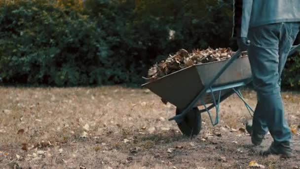 Bahçe işçisi kuru yapraklar ve ağaç dallarıyla dolu bir el arabasını çöplüğe itiyor ve bahçedeki yaprakları atıyor. — Stok video